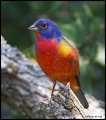 _2SB2483 painted bunting